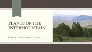 PLANTS OF THE INTERMOUNTAIN University of Idaho Rangeland