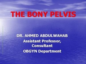 THE BONY PELVIS DR AHMED ABDULWAHAB Assistant Professor