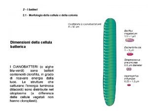 Permeabilità intestinale Permeabilità intestinale