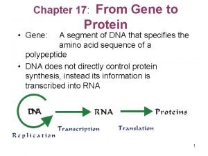 Chapter 17 From Gene Gene to Protein A