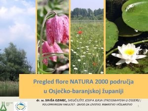 Pregled flore NATURA 2000 podruja u Osjekobaranjskoj upaniji