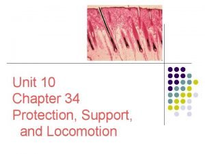 Chapter 34 protection support and locomotion