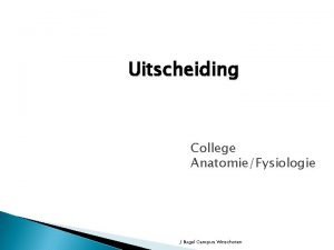 Uitscheiding College AnatomieFysiologie J Bugel Campus Winschoten uitscheiding