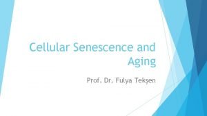 Cellular Senescence and Aging Prof Dr Fulya Teken