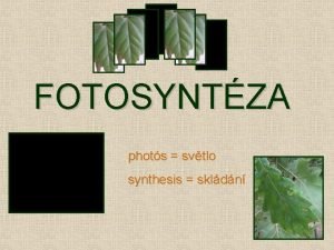 FOTOSYNTZA phots svtlo synthesis skldn Fotosyntza je proces