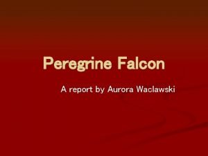 Peregrine Falcon A report by Aurora Waclawski What