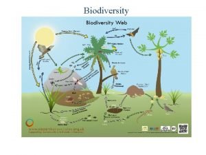 Biodiversity Why is Biodiversity Important At least 40