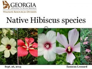 Native Hibiscus species Sept 26 2015 Eamonn Leonard