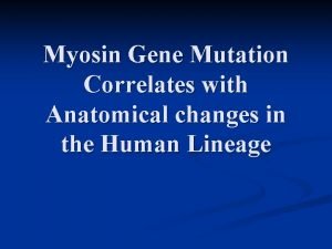 Myosin Gene Mutation Correlates with Anatomical changes in