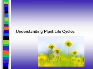 Perennial plant life cycle diagram