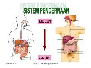 MULUT ANUS 26 Maret 2010 Struktur HewanAny AryaniBio