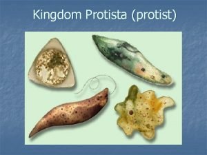 Kingdom Protista protist n If you look at