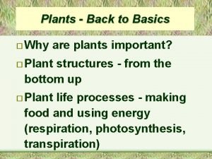 Plants Back to Basics Why are plants important