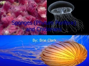 Sponges Phylum Porifera and Cnidarians By Brie Clark