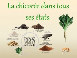 La chicore dans tous ses tats De sa