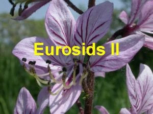 Eurosids II Magnoliopsida Rosopsida bazln Liliopsida Core Eudocots