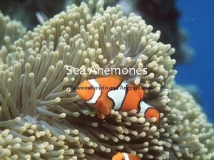 Sea Anemones BY Saleem Hosein and Angela Laws
