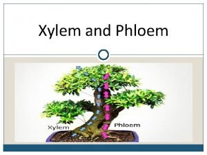 Phloem Phloem