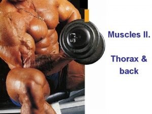 Muskeln rippen Muskeln rippen