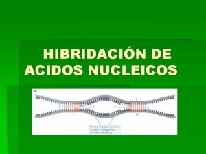 HIBRIDACIN DE ACIDOS NUCLEICOS Hibridacin de cidos Nucleicos