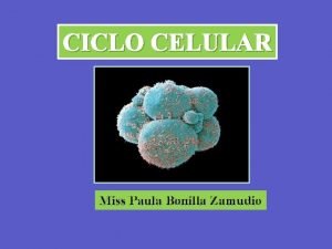 CICLO CELULAR Miss Paula Bonilla Zamudio Ciclo celular