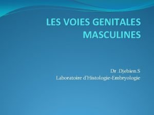 LES VOIES GENITALES MASCULINES Dr Djebien S Laboratoire