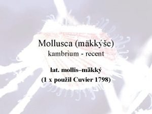 Mollusca mkke kambrium recent lat mollismkk 1 x