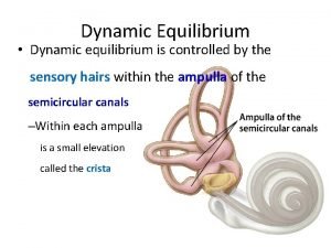 Dynamic equilibrium is controlled by the