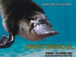Mamifere insectivore Mamifere insectivore