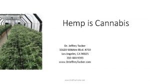 Hemp is Cannabis Dr Jeffrey Tucker 11620 Wilshire