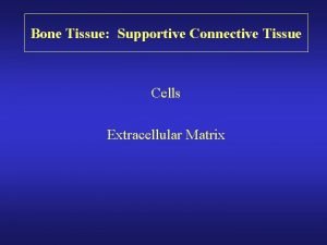 Bone Tissue Supportive Connective Tissue Cells Extracellular Matrix