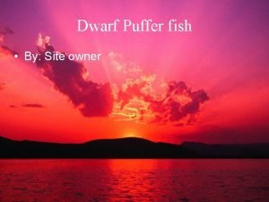 Dwarf Puffer fish By Site owner Dwarf Puffer