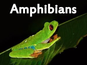 Amphibians Amphibians Herpetology is the study of amphibians