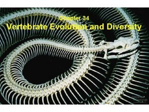 Chapter 34 Vertebrate Evolution and Diversity Four anatomical