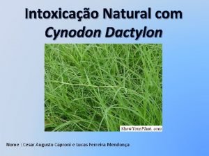 Intoxicao Natural com Cynodon Dactylon Nome Cesar Augusto