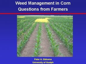 Weed Management in Corn Questions from Farmers Peter