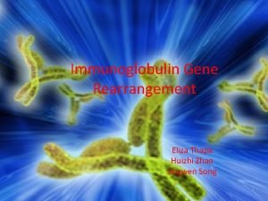 Immunoglobulin