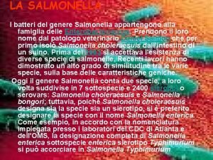 LA SALMONELLA I batteri del genere Salmonella appartengono