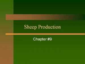What do you call a castrated male sheep What do you call a castrated male sheep