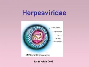 Herpesviridae Burin Katalin 2009 Herpesvrusok Tbb mint 100