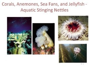 Characteristics of jellyfish