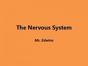 The Nervous System Ms Edwina THINK How do