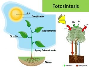 El proceso de la fotosíntesis
