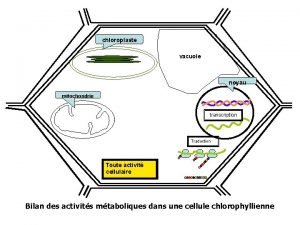 chloroplaste vacuole noyau mitochondrie transcription Traduction Toute activit