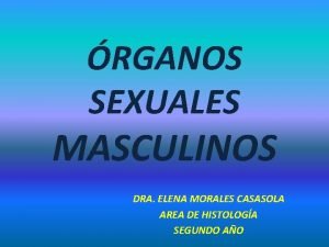 RGANOS SEXUALES MASCULINOS DRA ELENA MORALES CASASOLA AREA