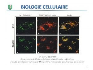 Dr Guy J LEMAMY Dpartement de Biologie Cellulaire