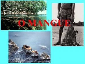 O brasil tem uma das maiores extensoes de manguezais