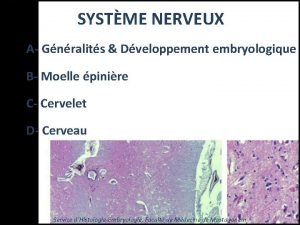 SYSTME NERVEUX A Gnralits Dveloppement embryologique B Moelle
