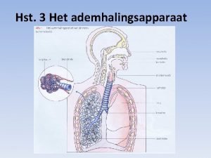 Hst 3 Het ademhalingsapparaat Ademhalingsapparaat Neus nasos rhinos