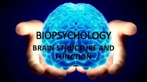 BIOPSYCHOLOGY BRAIN STRUCTURE AND FUNCTION 4 2 2